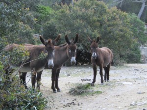 IMG_0137 (Medium)